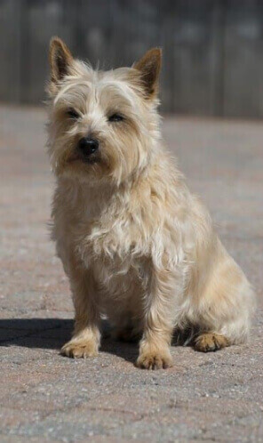 Westies for Adoption Foundation